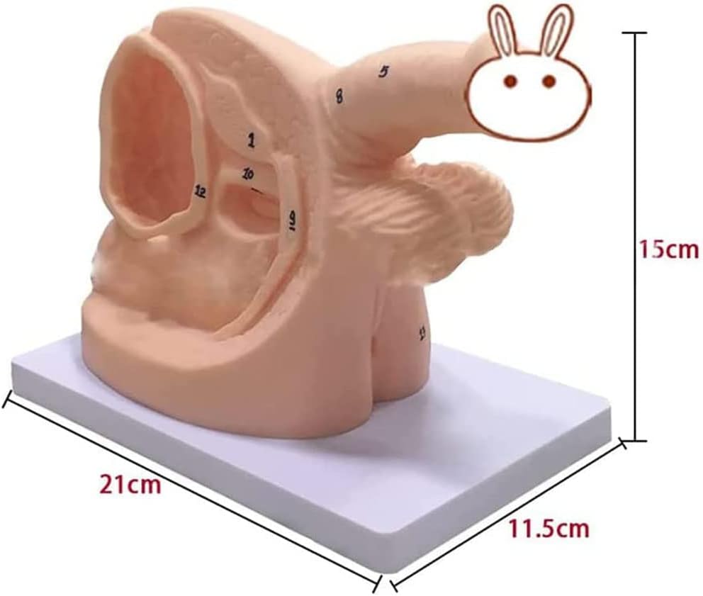 Male and Female Catheter Anatomy Teach Set, Urinary Catheterization Model Internal and External Genital Anatomy Model and Urinary Catheter Mold for Clinical Teaching and Practical Training