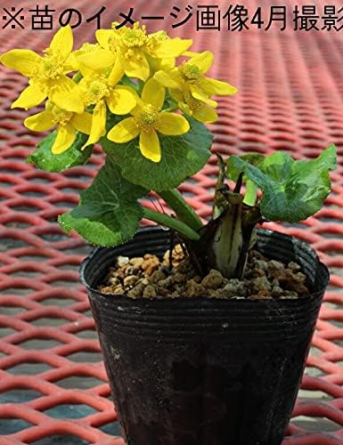 Sale 101 Off エゾリュウキンカ 10 5cmポット苗ポットセット 湿地性多年草 ビオトープ ヤチブキ 蝦夷立金花 8 19葉に傷みあり Jljindia In