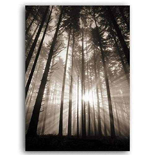 Lienzo de bosque soleado moderno para dar luz a oficinas y salas de estar oscuras