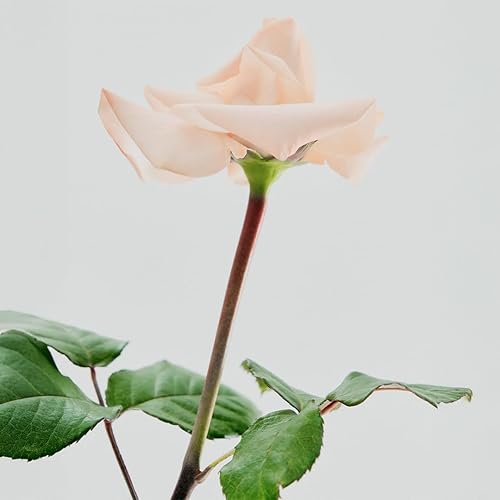 Miniatura 11 de Huxley Secret of Sahara Crema de manos de 1.0 fl oz Hidrata, nutre y suaviza la piel Hidratante no grasa que calma y suaviza las manos Crema