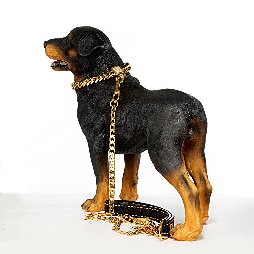 rottweiler with gold chain