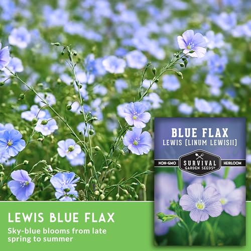 Lewis Blue Flax Seeds for Planting - Survival Garden Seeds (1 Pack) - Image 4