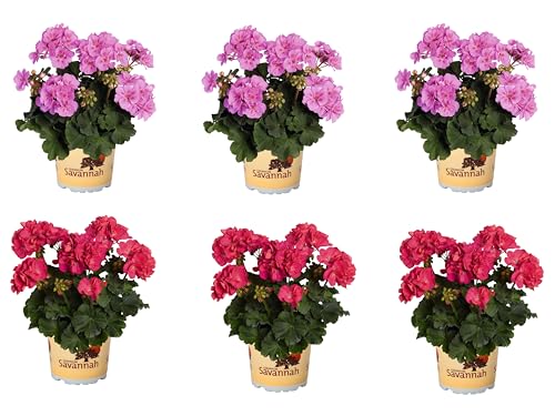 Pack de 6 Geranios Plantas Naturales con Flores de Exterior