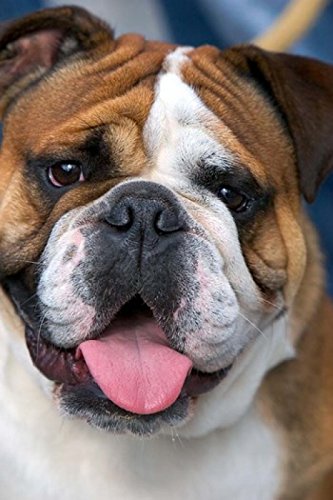 Amazon.com: English Bulldog in Belgium Poster Print by David R