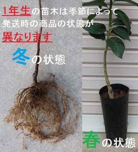 Amazon 柑橘苗木 ジャバラ 素掘り苗 １年生接木苗 ジャバラ ガーデンストーリーの果樹苗木 果物