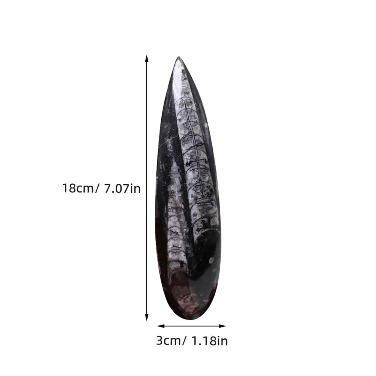 Cabilock Juguete Educativo Fósil de Ortoceras Negro, Espécimen Mineral para Desarrollar Creatividad Función Decorativa, Adecuado para Laboratorio Científico y Día del Niño