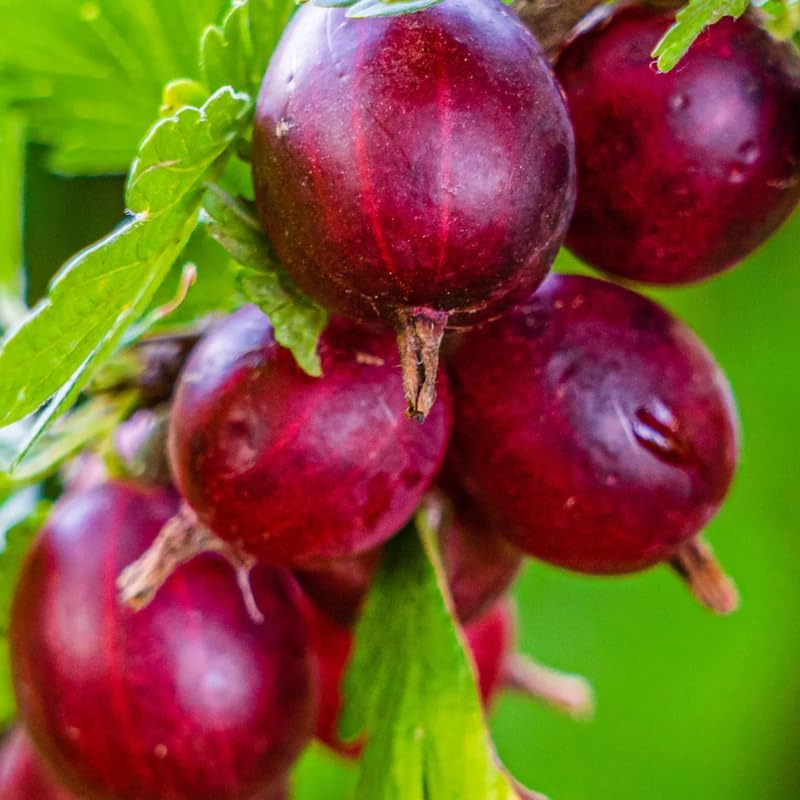 Red Gooseberry Plant Live for Planting, Gooseberry Bush Live Plant 5 to 9 Inch Height, Gooseberry Fruit Tree