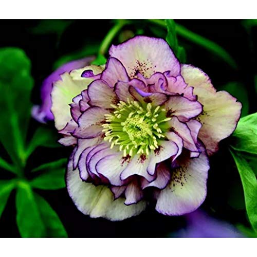 Earth Seeds Co 100 Pcs Lenten Rose Flower Seeds,Helleborus Wedding Party Blushing Bridesmaid, Excellent in a Container