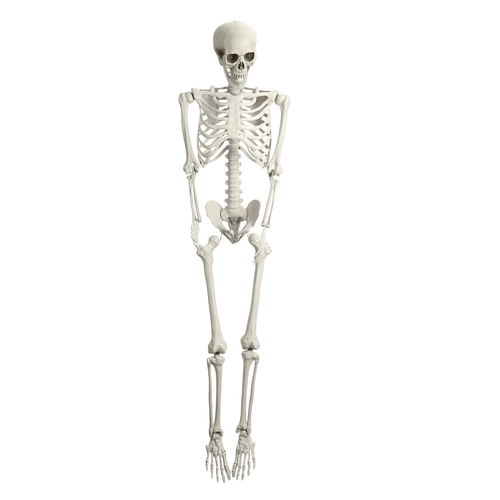 Joukares Gray/Brown 5.4Ft Halloween Poseable Skeleton, Full Body Life Size Plastic Halloween Human Bones Skeleton For Halloweens Indoor/Outddor Decoration Spooky Scene Party Décor 170Cm