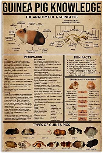 Bioprocess Types de plaques de guide pour cochon d'Inde Connaissance cochon d'Inde Infographie Poster Décor Maison Ferme Pet Shop Décoration murale Signes...