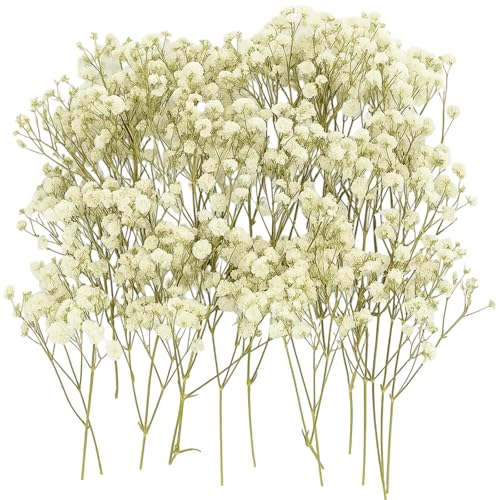 100 Stück Schleierkraut Getrocknet Weiß Trockenblumen Schleierkraut Weiß Hochzeitsdeko Und Getrocknete Blumen Trockenblumen Zum Basteln Langlebige Deko Für Diy Wohnaccessoires Und Veranstaltungen