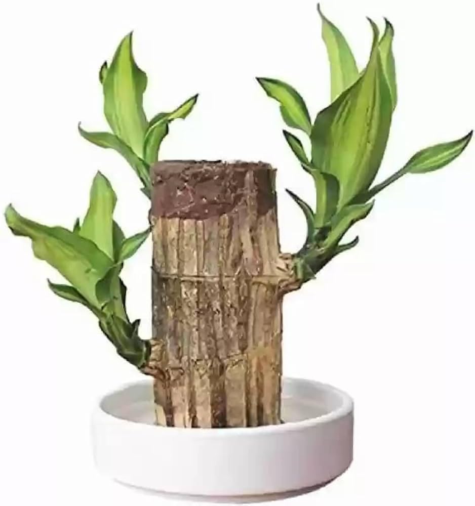 Brazilian Lucky Wood Live Plant Sapling - Indoor Decorative Plant for Home & Office - Low Maintenance Natural Air Purifier - Pack of 1, Without Pot.-image-41
