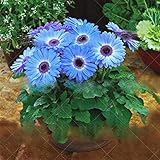 100 pcs/Bag Chrysanthemum African Rare Blue Eyed Daisy Seeds Flower Seeds for Home Garden Plant