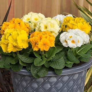 You Garden - Pansy Matrix Mix, Pack of 10 Garden Ready Plants, Early Spring Flowering