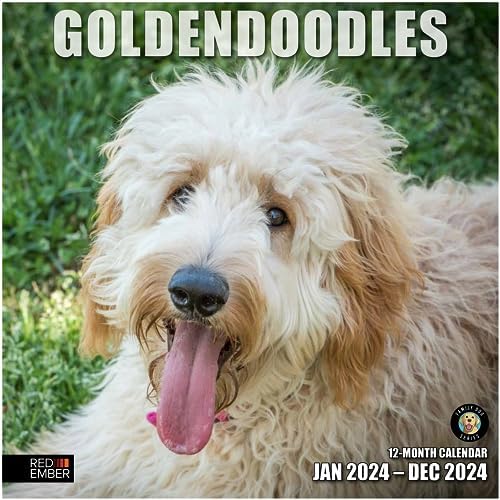 Amazon.com: RED EMBER Goldendoodles 2024 Hangable Monthly Wall Calendar |  12" x 24" Open | Thick & Sturdy Paper | Giftable | Cute Dog | Good as  Golden : Office Products