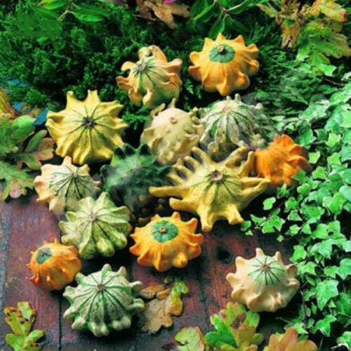 Shenot CORONA DE ESPINAS - calabaza - 35 semillas - Cucurbita Pepo ornamental Calabaza