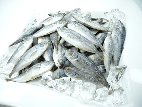 国産 まめあじ 1kg バラ凍結 豆アジ 　豆アジ　じんた ・豆あじ・ 6枚目