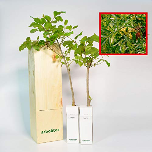 Frassino da fiore | Giovane germoglio di 30 cm ricevuto