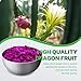 Freeze Dried Dragon Fruit, Freeze Dried Fruit, 150G/5.3OZ No Sugar Added, 100% Natural, Dri-ed Dragon Fruit for Yogurt, Cereal, Smoothies