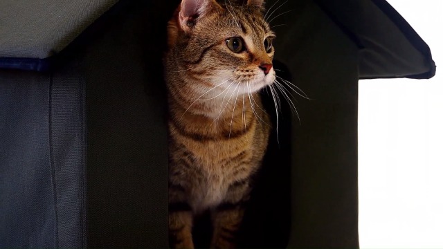 k&h outdoor heated kitty house