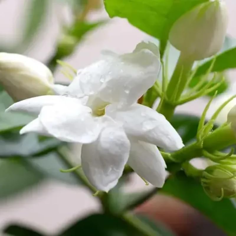 2 Frostproof Jasmine Plants 4–8 Inch, Live Fragrant Jasmine Flowering Vine, Sweet Scented Blooms, Easy Care Indoor or Outdoor