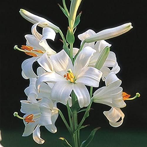 1 Bulbo di Lilium Candidum Kapiteyn Giglio Candido di Sant'Antonio