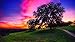 Tree Silhouette - Puzzle Puzzle Puzzle 1000 Pezzi per Adulti Giochi per Adulti e Bambini