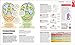 How the Brain Works: The Facts Visually Explained