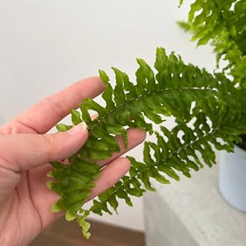 その他観葉植物 Momiji 盆栽 もみじ ミニ盆栽 育て方ガイド付 樹齢5年 縁起物 育てる