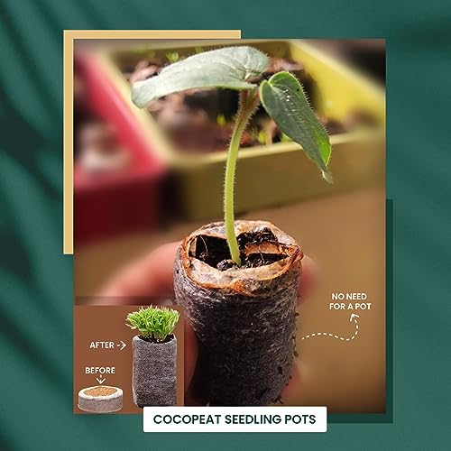 Image of Bombay Greens Plantable Rakhi for Brother Evil Eye