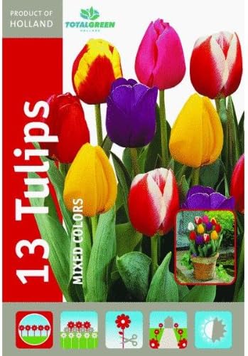 Mixed Tulip Flower Bulb