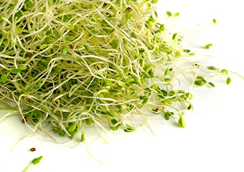 Organic Clover Seeds For Sprouting, 3 Pounds – Non-Gmo, Pure, Vegan, Kosher, Bulk. Edible Seeds. Rich In Vitamins, Minerals, Fiber. Great For Growing Sprouts, Microgreens. High Germitation Rate. #TOP5