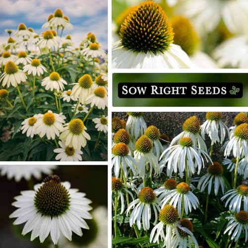 Sow Right Seeds- White Coneflower Seed for Planting Your Own Perennials 3pk by Sow Right Seeds - Used condition - Image 4