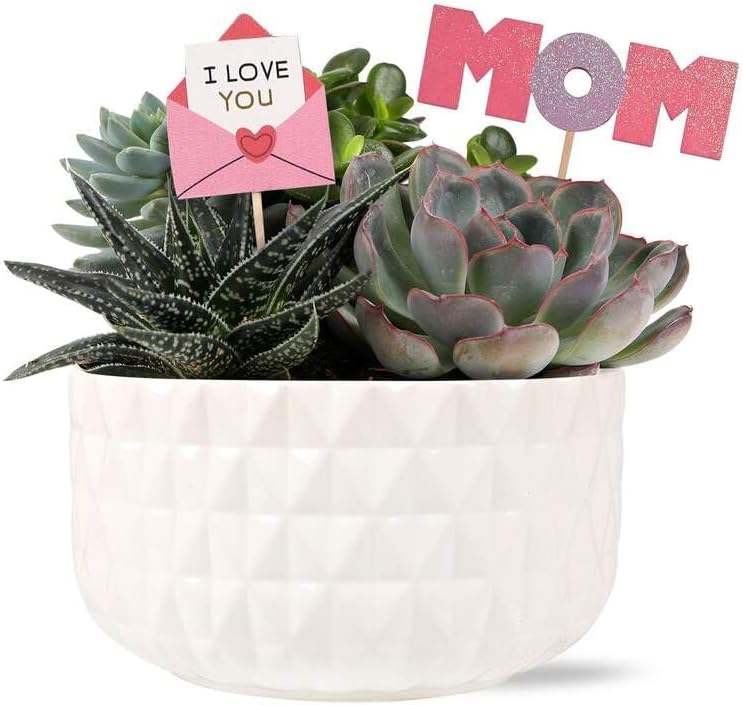 Green Circle Growers 6" Succulent Garden in Dultuh Ceramic with I Love You Pick and Glitter Mom Pick, Live Plant