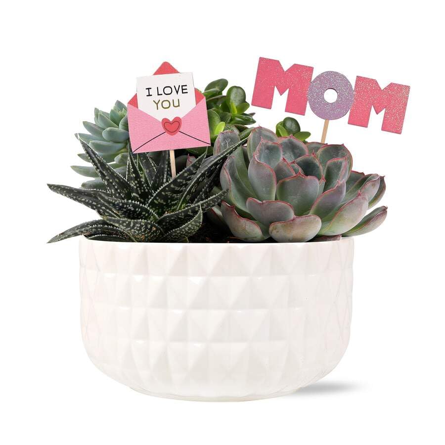Green Circle Growers 6 Succulent Garden in Dultuh Ceramic with I Love You Pick and Glitter Mom Pick Live Plant