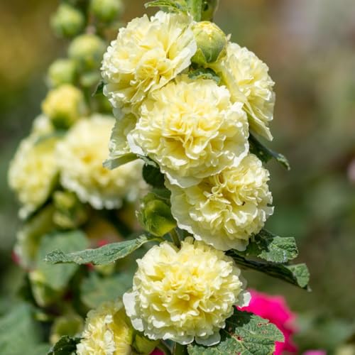 Hollyhock 'Double Yellow' Seeds – Tall Cottage Garden Perennial with Fully Double Primrose Blooms – Easy to Grow Flower Seeds – Hardy Alcea Rosea 1x Packet 25 Seeds by Thompson & Morgan