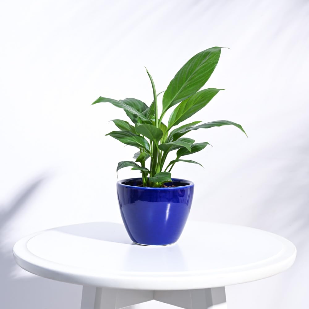 Ugaoo Apple Ceramic Pot - Small, Blue (B01N077DVS) Amazon Price History, Amazon Price Tracker