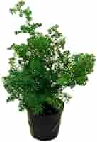 その他観葉植物 P 楽天市場】（観葉植物）フィカス プミラ サニーホワイト 3号