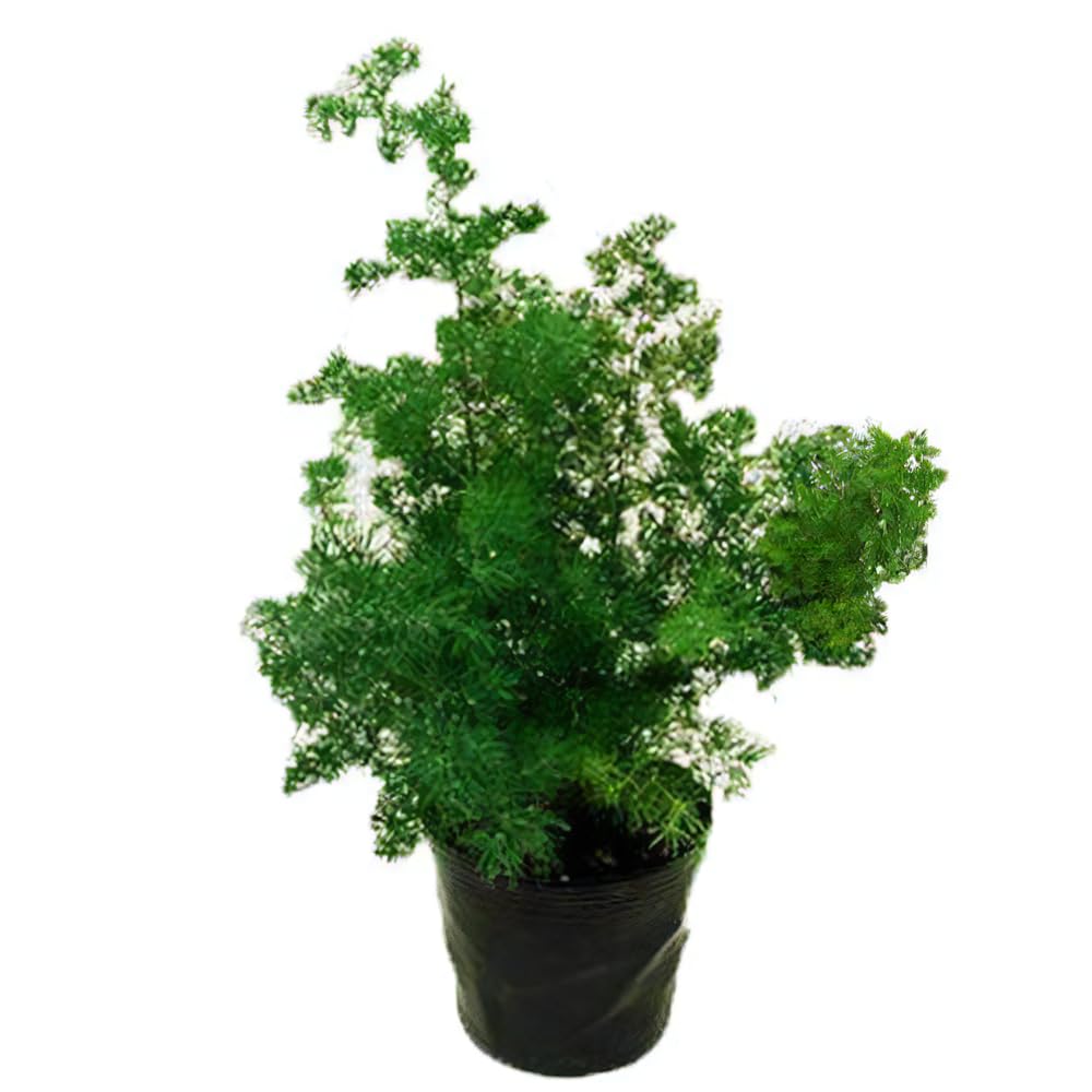 観葉植物A Amazon｜東京寿園 観葉植物 5点セット ハイドロカルチャー 本物