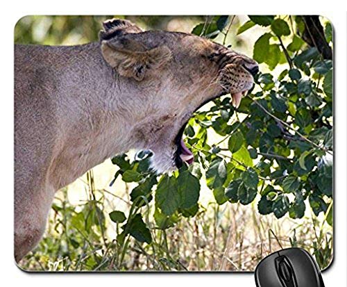 �}�E�X�}�b�g�Q�[���p�}�E�X�p�b�hAngry Lion�}�E�X�p�b�h�AMousepad�iCats Mouse Pad�j