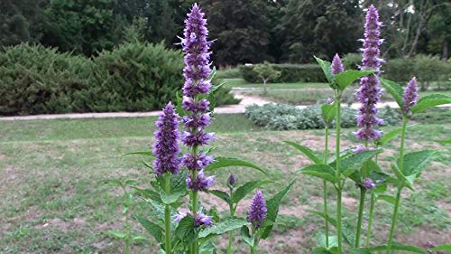 "Purple Giant" Hyssop Seeds For Planting, Fragrant Herb, 250+ Seeds Per Packet, (Isla's Garden Seeds), Non Gmo & Heirloom Seeds, Botanical Name: Agastache Rugosa, Great Home Garden Gift #TOP3