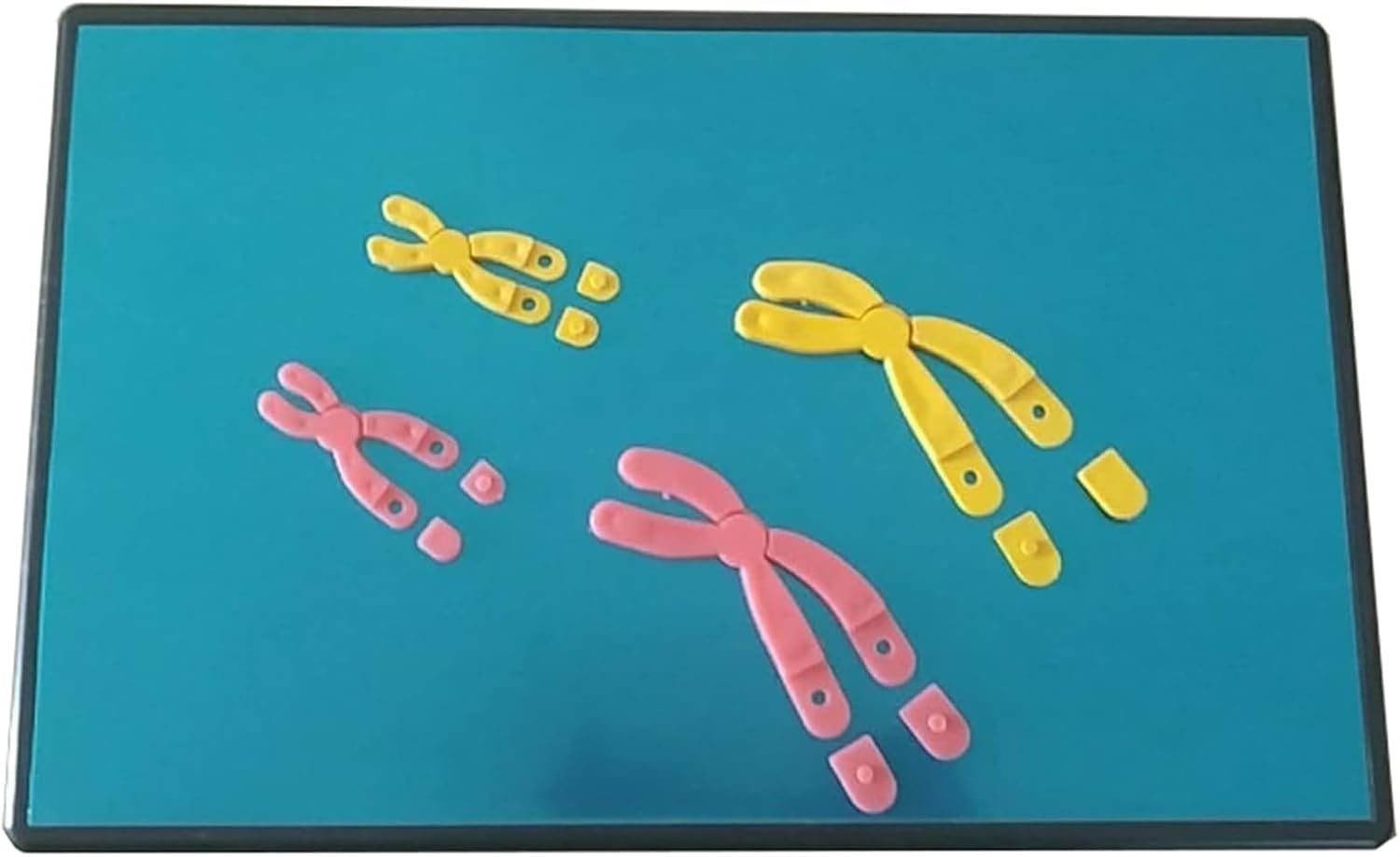 Magnetic Chromosome Change Display Model Set, Chromosome Changes Meiosis Model Component Biology Teaching Instrument, Biology Teaching Model.