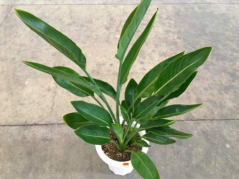 Amazon｜ストレリチア レギネ 8号｜観葉植物 オンライン通販