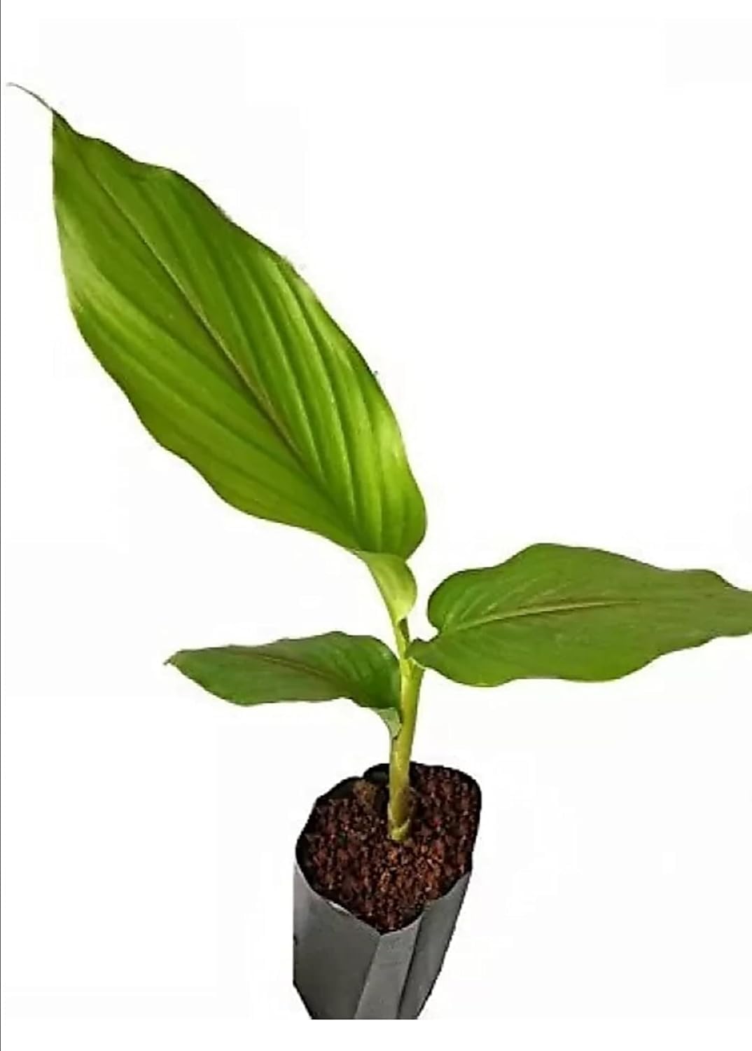Growing Plants Live Turmeric Live Plant Color Green Organic Turmeric Plant Medicinal Live Haldi Plant Turmeric Curcuma Longa Haldi with High Curcumin With Black Plastic Pot (B0CHQHM4MP) Amazon Price History, Amazon Price Tracker