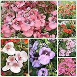 elfenspornsamen - balkonpflanzen winterhart bio garten bodendecker mehrjährig 250pcs