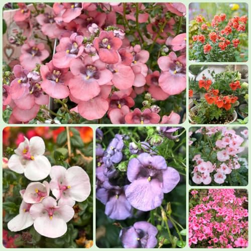 elfenspornsamen - balkonpflanzen winterhart bio garten bodendecker mehrjährig 250pcs