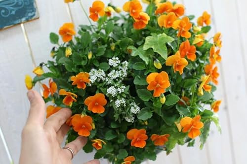 rĨnMOoXPbg 񂹐A [IW] MTCY Vv |  t[Mtg a v[g     Vzj ij ސEj t ~ A  K[fjO t[ oXPbg O Mtg A 