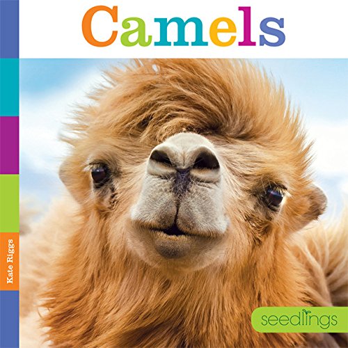 Seedlings: Camels: Riggs, Kate: 9781628321135: Amazon.com: Books