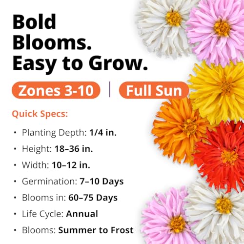 Image of HOME GROWN Zinnia Cactus Mix Seeds - 2000 Heirloom Non-GMO Flower Seeds for Spring 2026 Planting Outdoors, Large Cactus Blooms, Tall Cut Flower Garden, USDA Zones 3-10 (Zinnia elegans)