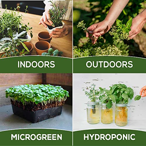 Medicinal and Tea Herb Seeds Collection - Over 4,500 Heirloom and Non GMO Garden Seeds for Planting Indoor, Outdoor & Hydroponic - Includes Basil, Lemon Balm, Chamomile, Lavender, and More